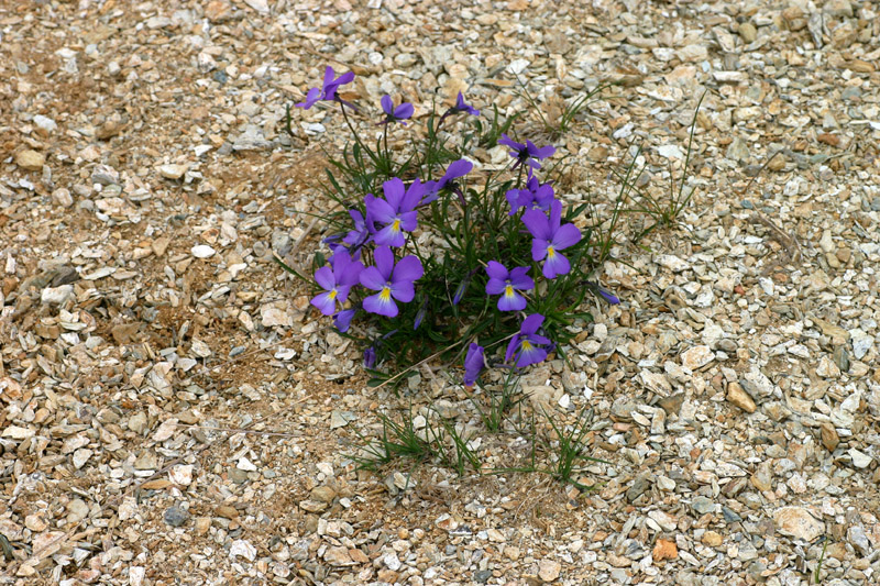 Viola bertolonii Pio (endemismo ligure) / Viola di Bertoloni